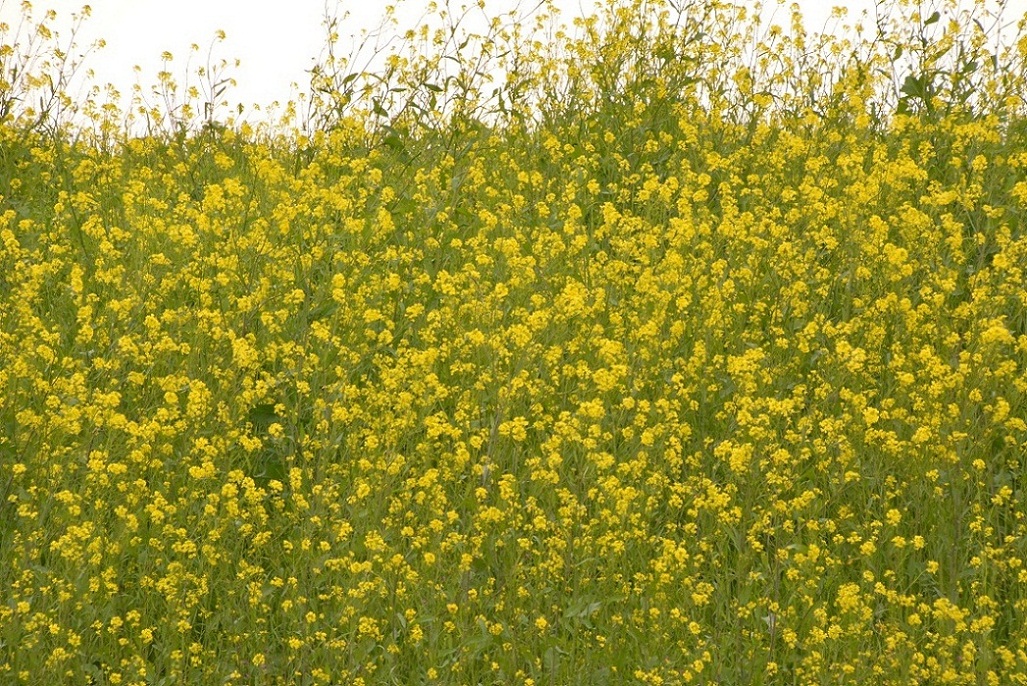 201304152030394ee