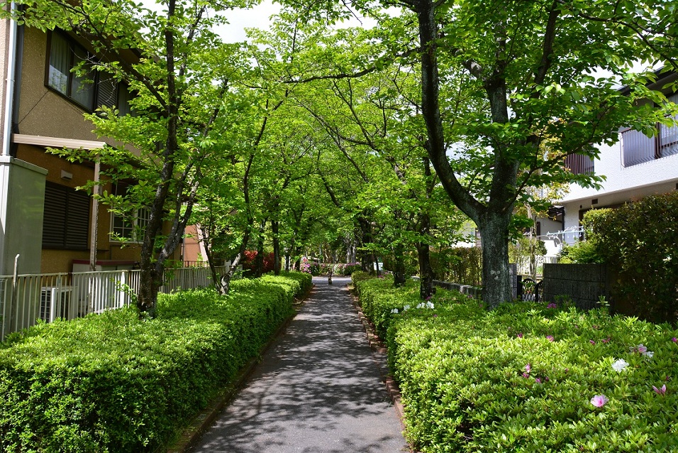 並木道