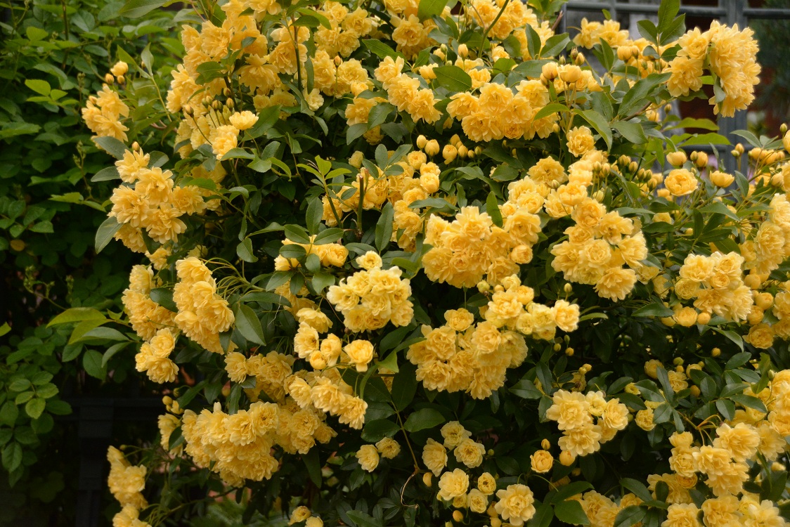 木香薔薇